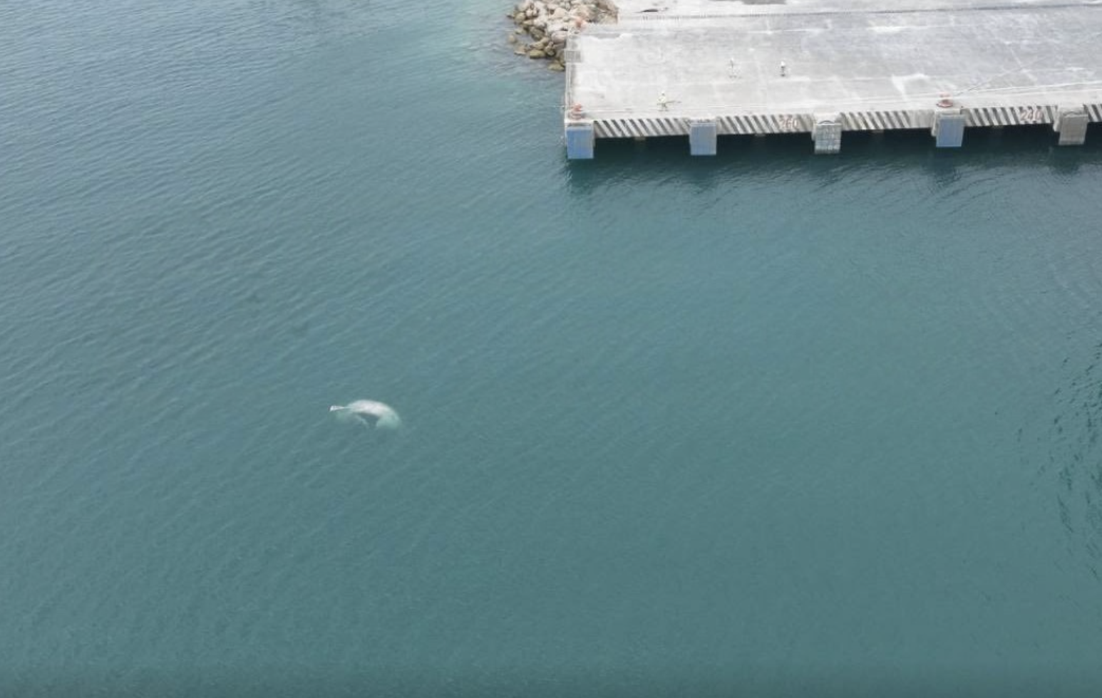 Recala ballena sin vida en el muelle de Progreso, Yucatán